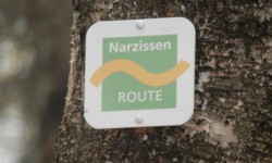 Narzissenroute